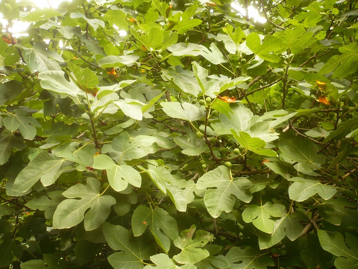 Ficus carica (Moraceae)